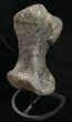 Hefty Sauropod (Diplodocus) Metatarsal - Dana Quarry #10127-7